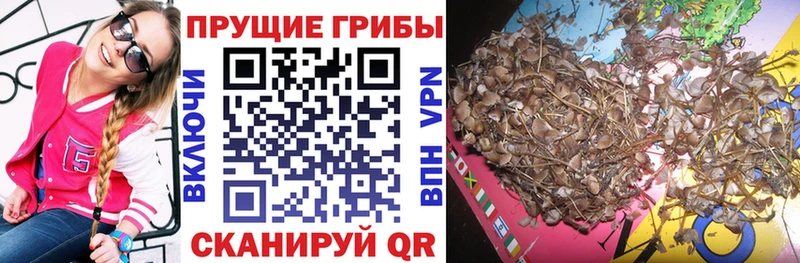 Галлюциногенные грибы Cubensis  где найти   Димитровград 